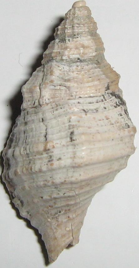 Cymathium corrugatum ?